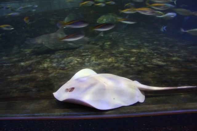 アルビノ メラニズム図鑑 アルビノのエイ 全身が真っ白なエイ 日本国内では鴨川シーワールドで飼育されているそうです アルビノ メラニズム図鑑 アルビノのエイ 全身が真っ白なエイ 日本国内では鴨川シーワールドで飼育されているそうです