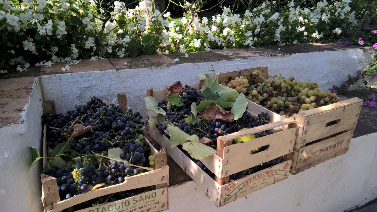 Fall treasures in our garden! #Italy