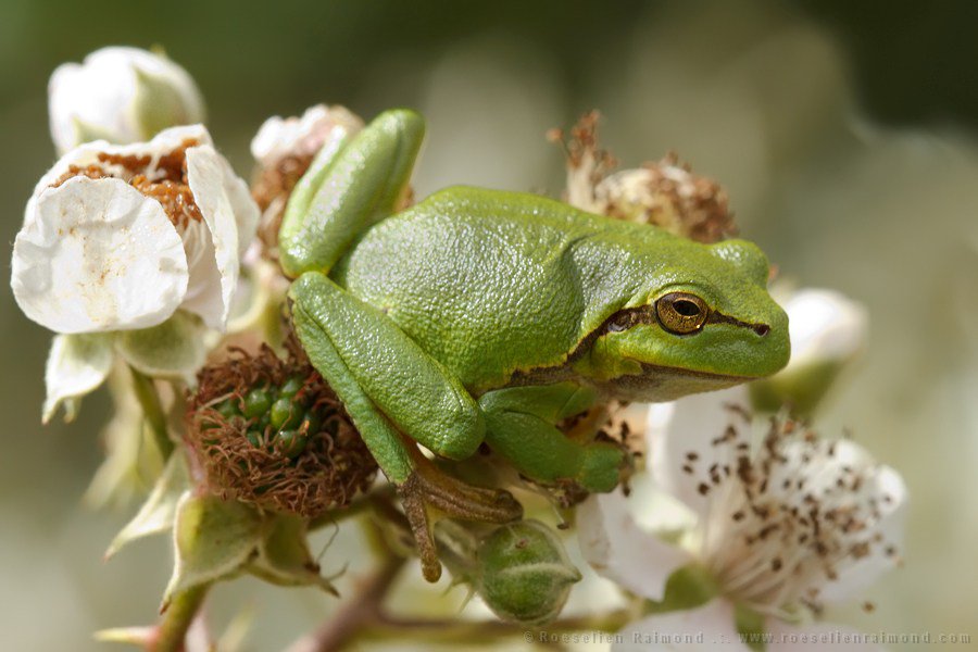 chachibichos's tweet photo. Ranita de San Antonio (Hyla arborea) https://t.co/0sdUMJsXSz