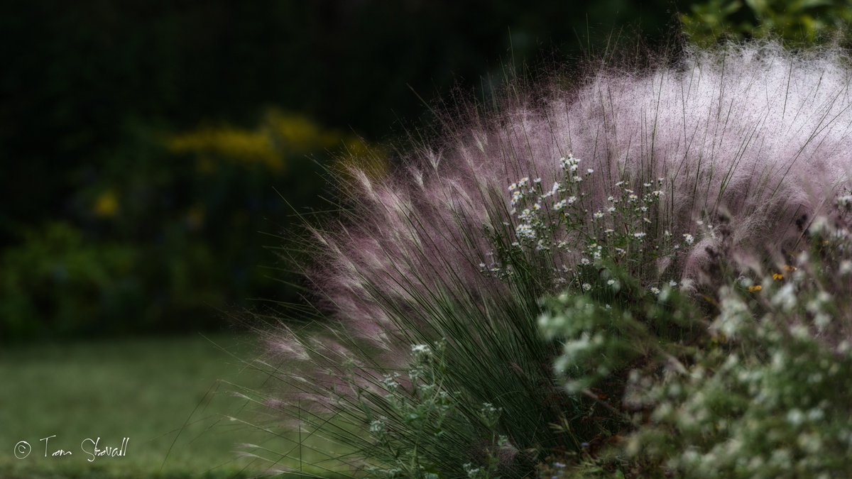 lightlifeimages's tweet photo. #Fallcolors of #OrnamentalGrasses at #NOVA_Parks Meadowlark Botanical Gardens #DCGardens https://t.co/6XkoXHUjFj