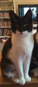 Bella is #missingcat from Tunbridge Wells, TN4 9DR cataware.co.uk/missing-cat-bl… pls RT