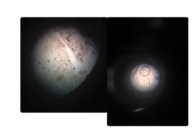IndeeScience's tweet image. Students in 7th grade making slides from onion cells with iodine stain. These were taken with the i-pad trough the eyepiece of microscope
