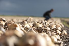 Zaaiuiennotering Goes schiet omhoog naar €14,25 dlvr.it/MTS5hX