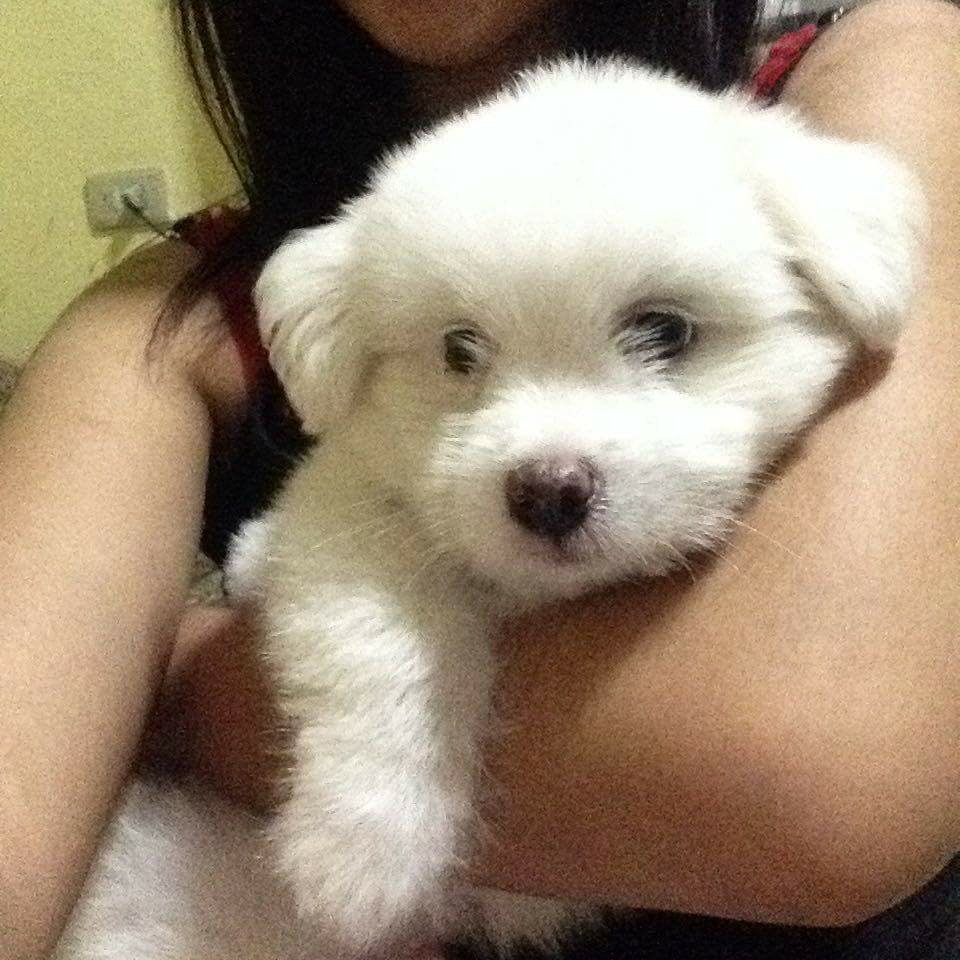 TeodosioApril's tweet photo. Welcome to the family, Calie! 🐶 #BlessedGift https://t.co/jSUPSaq3r1