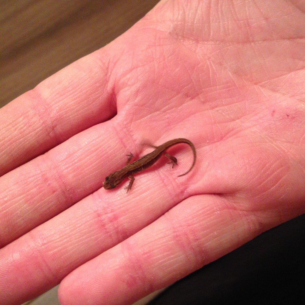 MichaelvdSar's tweet photo. Een salamander en dat in Nederland in je woonkamer. https://t.co/JUrbaq3M6Z
