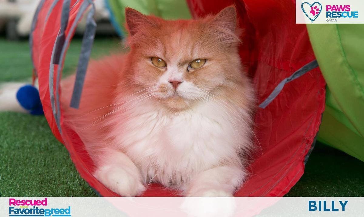 Strawberry CatRescue on Twitter "Arriving before Sat 12th Nov BILLY