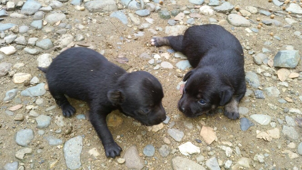 Esta perrita dio a luz en el Teatro y los hemos trasladado donde construiremos el Centro de Protección Animal hasta que sean adoptados.