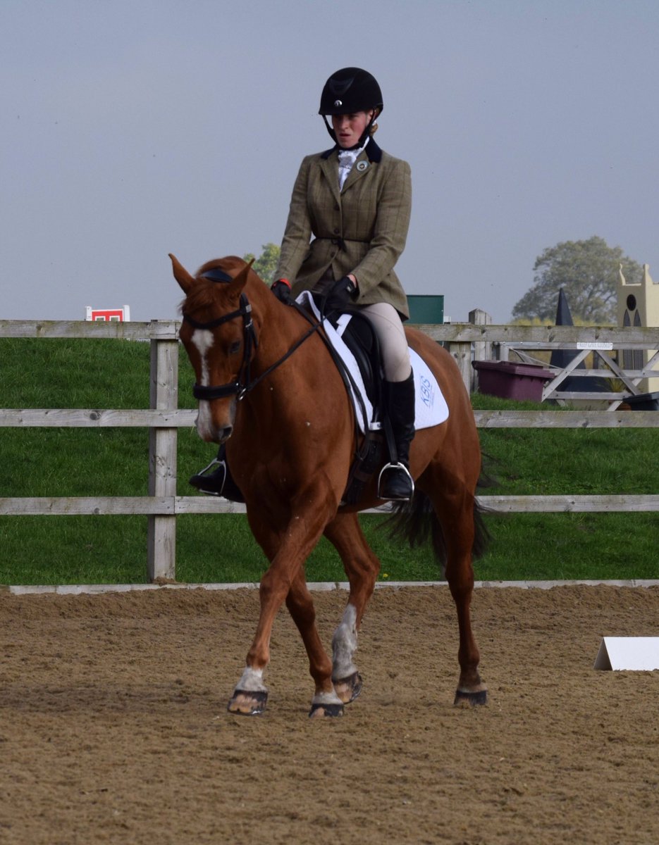 ArdernEventing's tweet photo. He got 8's for his medium trot😋 #hisfavemove https://t.co/NWrVtGJZu2