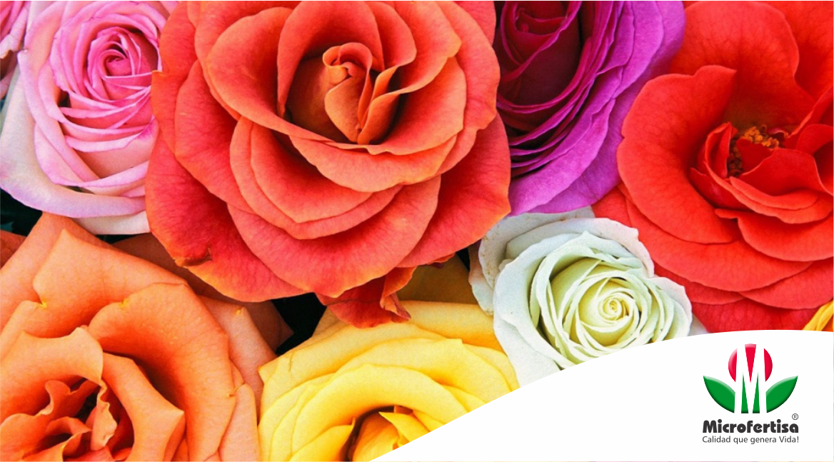 Conozca los múltiples beneficios de aplicar MF Prosiembra® en sus #cultivos de rosas. bit.ly/2agpUJk @asocolflores @elviajedenaty