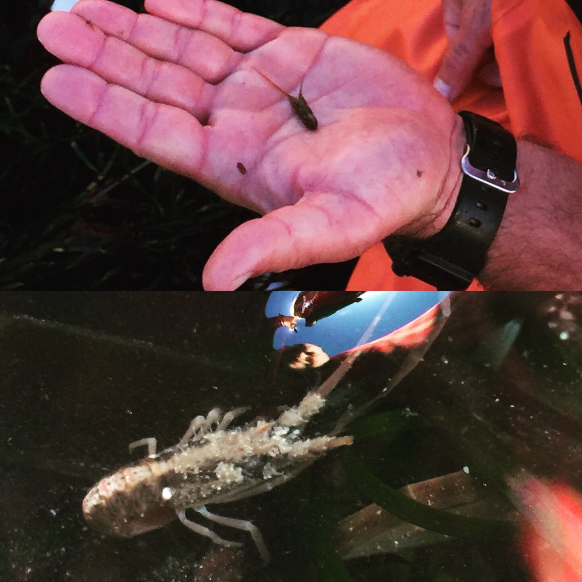 AndrewHarmer2's tweet photo. Juvenile California spiny #lobster from  #intertidal #surfgrass bed. https://t.co/GRNMDF3yPY