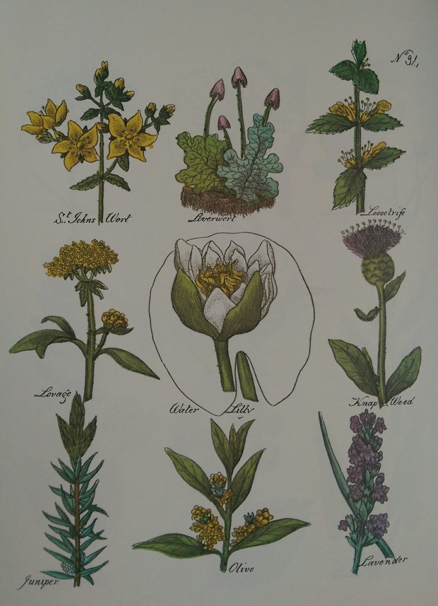 English herbalist Nicholas Culpeper 400 years old today, his herbal medicine books still widely quoted, some photos from my copy
