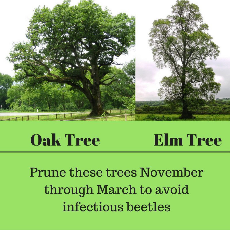 FirstChoiceTree's tweet image. #FallTreeCare Question#3 When can oak &amp;amp; elm trees be pruned? Prune from Nov. to March to keep two infectious beetles from spreading disease