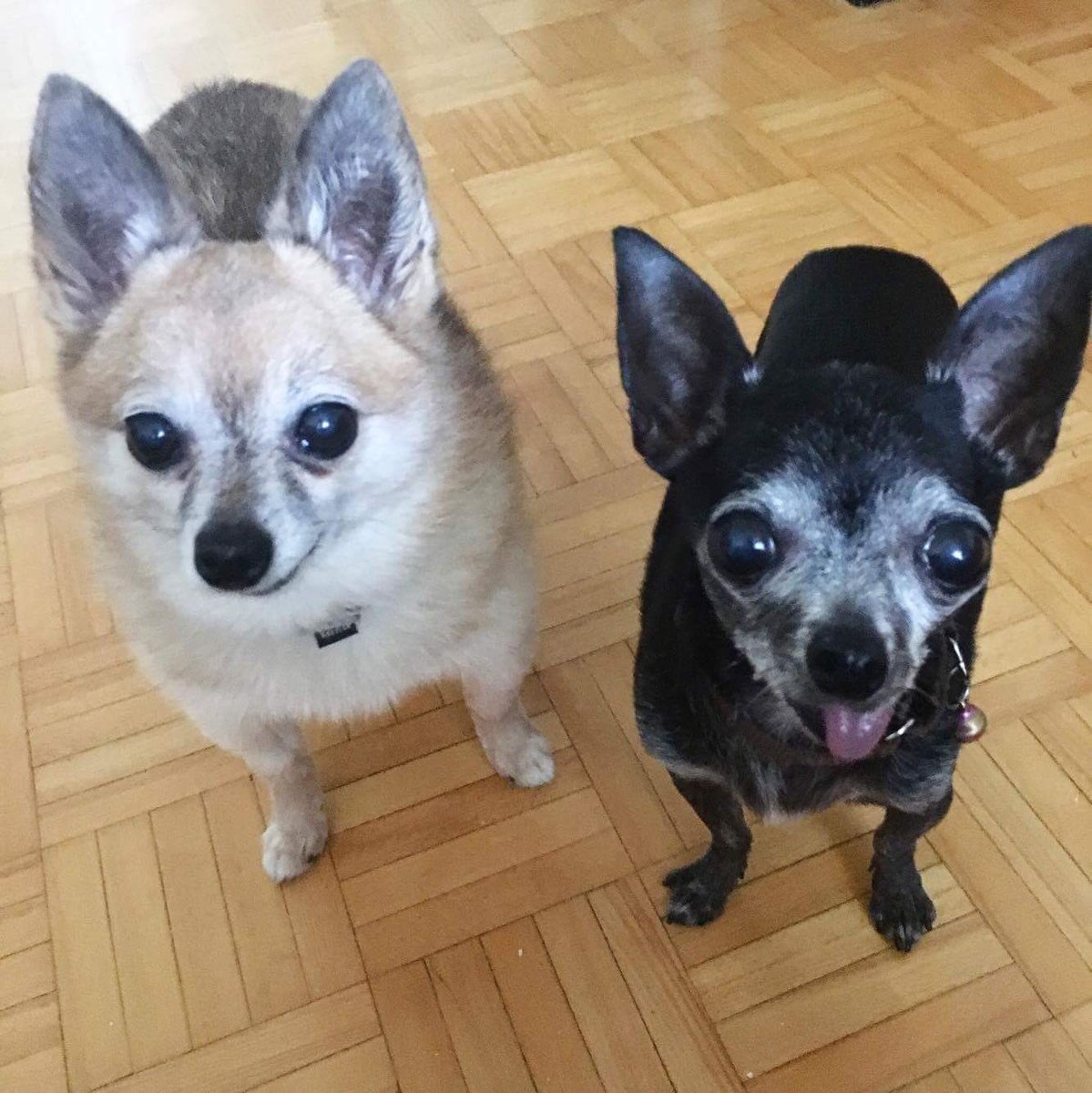 TEAMDogResQ's tweet photo. AVAILABLE!! Belle &amp; Bum are looking for a furever home... Together!! #adoptables #Chihuahuas #rescuedogs #seniors https://t.co/iMDCPHxtGt