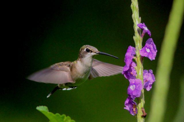 journeynorthorg's tweet photo. Rubythroats arrived at @journeynorthorg observation post on wintering grounds in Costa Rica! #phenology #citizenscience #hummingbirds https://t.co/uhAAtqC07F