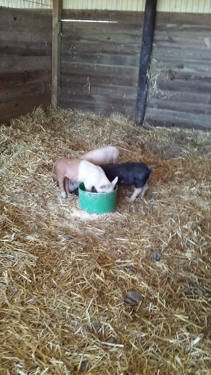 Elmwood kids liked feeding the animals