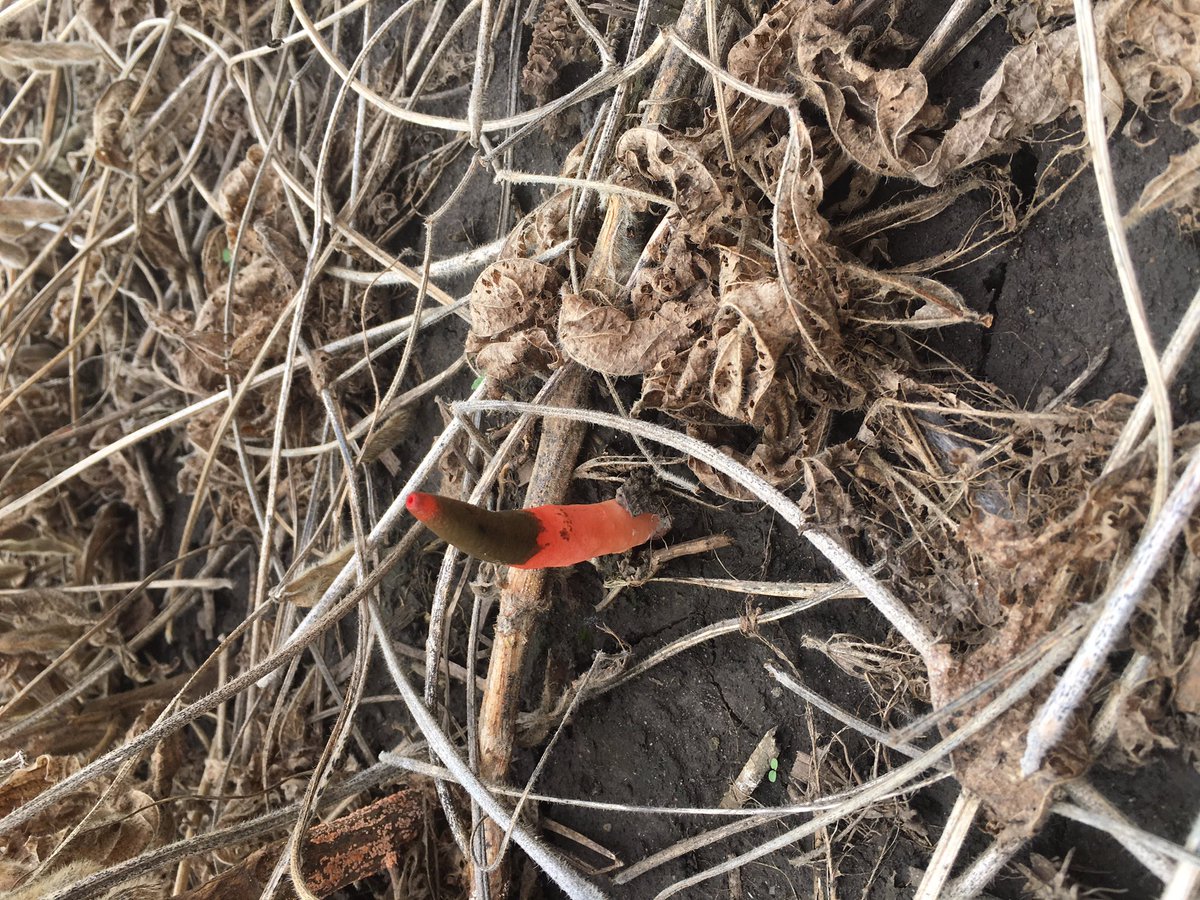 H3Yield's tweet photo. The first 3 people who correctly identify this will win a Helena YETI. DM the answer before 1:00 pm CDT. Helena employees not eligible. https://t.co/99zmahASv6