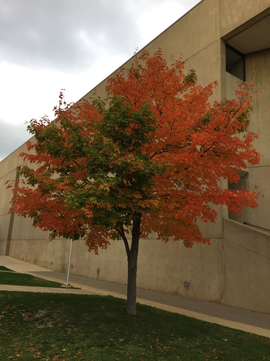 cctaverna's tweet photo. Looking like Fall @FredoniaU #FREDinfall https://t.co/TcFEnZrB5G
