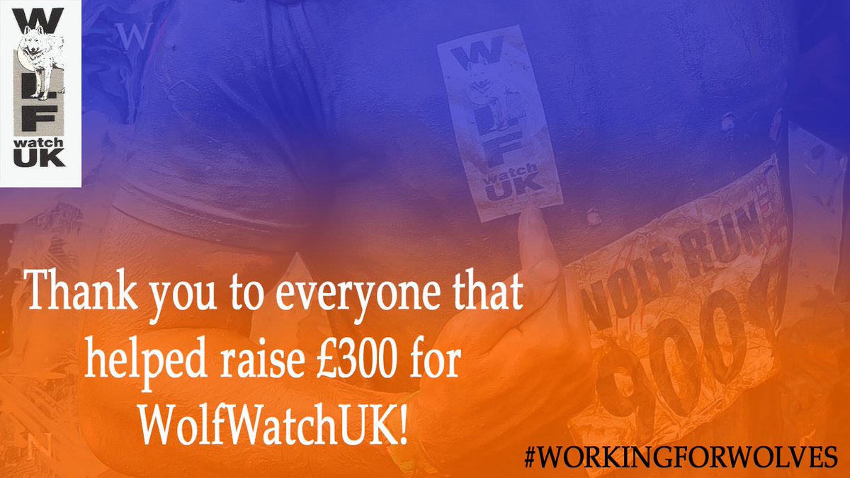 WolfWatch_UK's tweet photo. ThankYou everyone for raising £300! It will be used to weatherproof Madadh&Kgosi's den for the coming winter! #workingforwolves #woves #wwuk https://t.co/AO4wg5sTbk