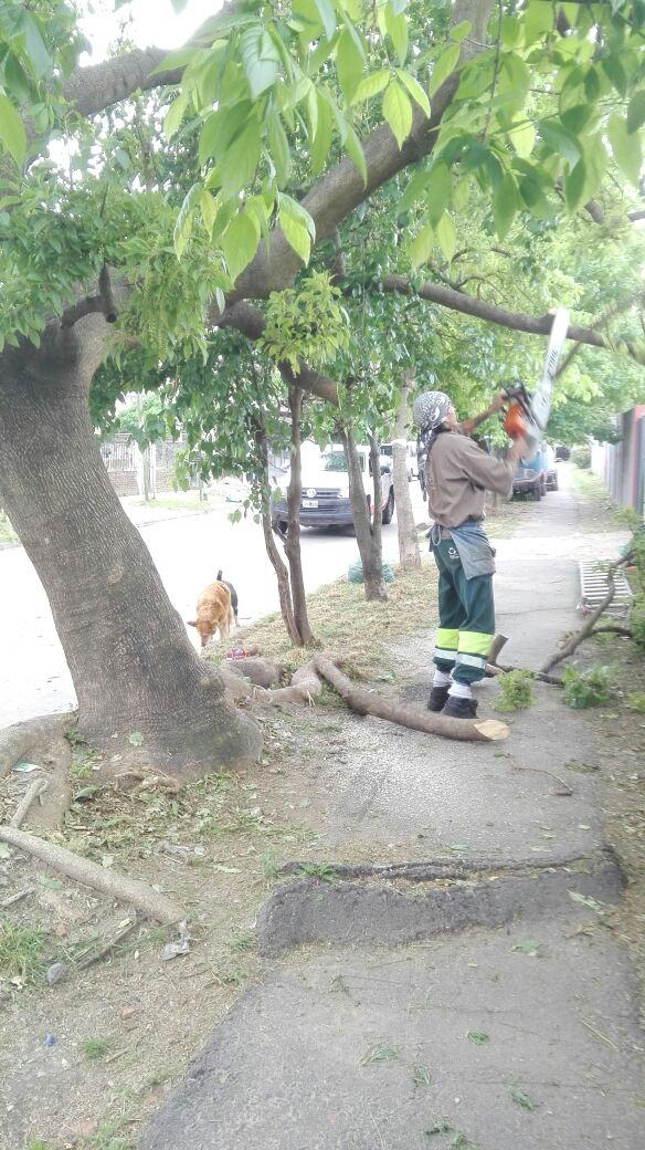 vivi_torcuato's tweet photo. AHORA l Corte y Despeje de Rama Peligrosa Vereda #EEST4 #Aviación #Torcuato_Este @ZamoraJulio @jmpaesani https://t.co/3QIhKnSGYH