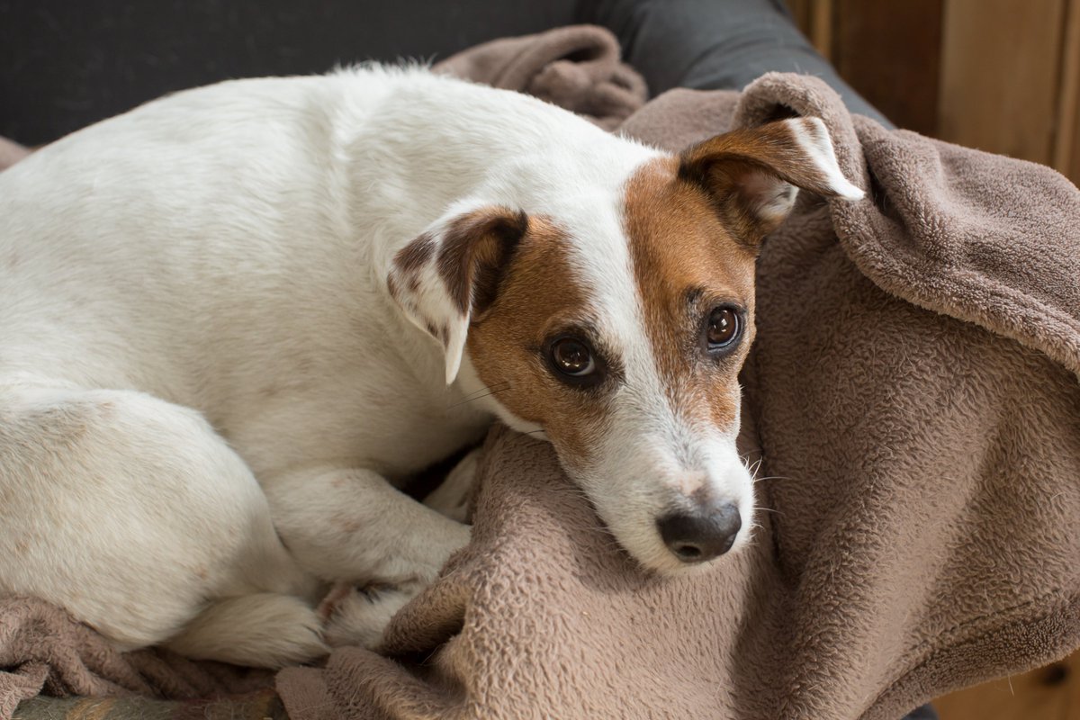 Webbs of Kendal tweet media