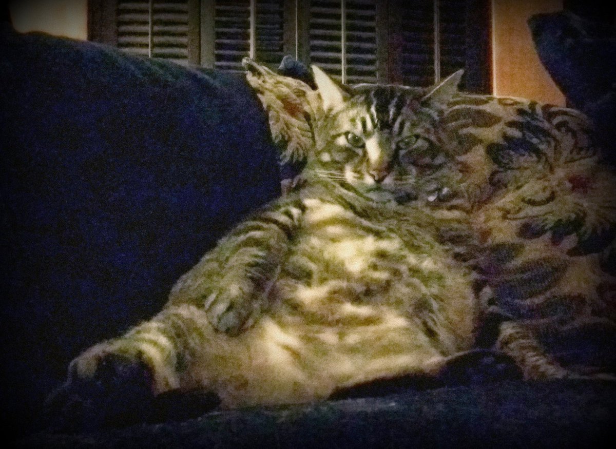 skeezixthecat's tweet photo. Tripp's body began changing at 7 yrs, so he'll go on Pro Plan Prime Plus to improve &amp; extend his life #LetsLiveBig #ad https://t.co/YAnN2ntAl2