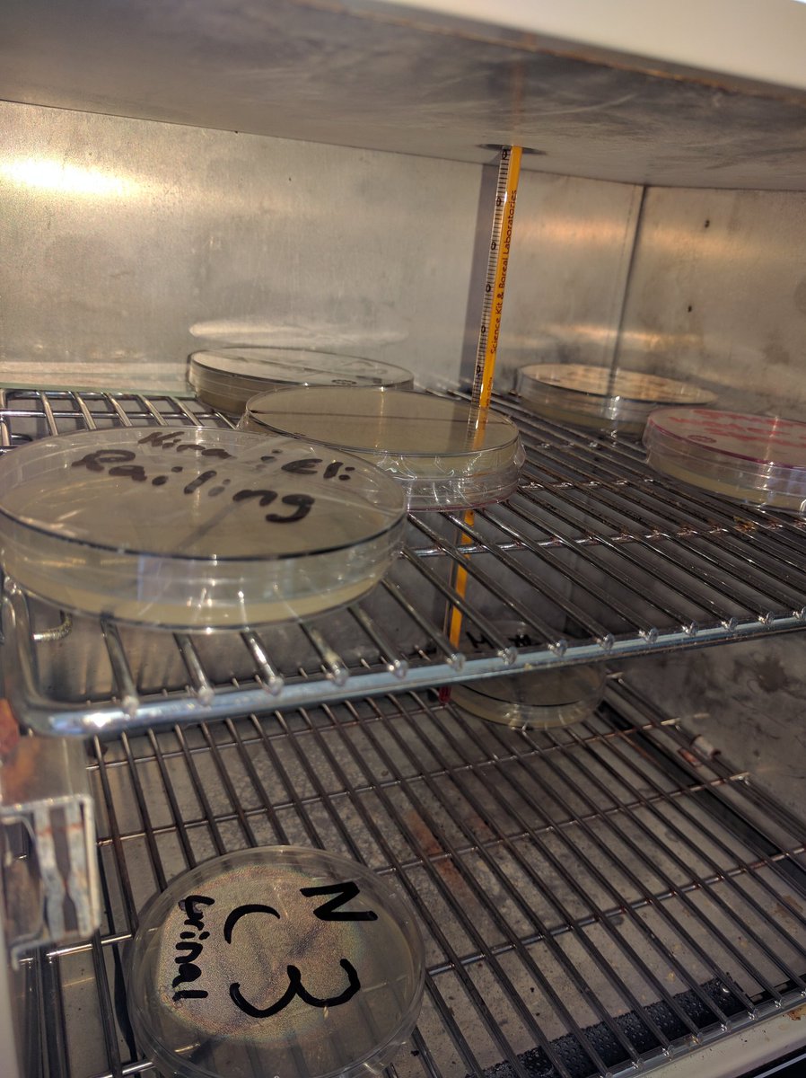 STSSMahoney's tweet image. Culturing bacteria from around STSS. #microbesareyourfriends #SBI3C