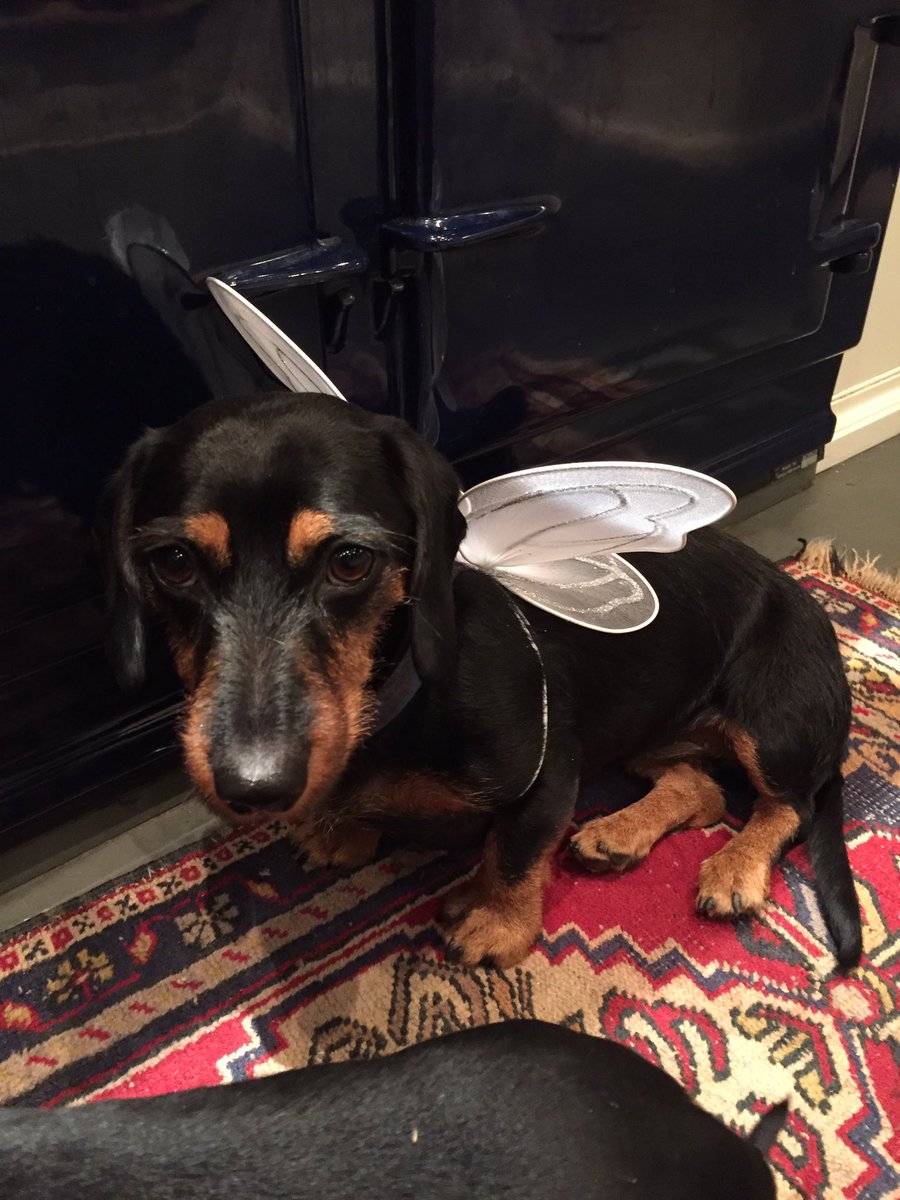 DachshundDays's tweet photo. Humum's bought me wings.....should I be worried?!!! https://t.co/CjsrUCt9uN