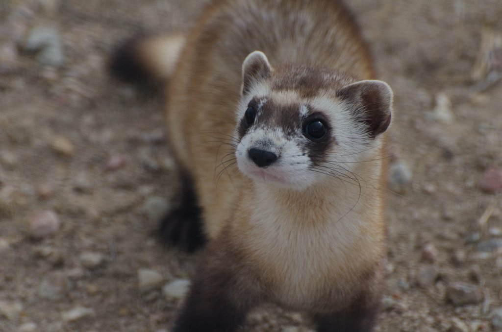 Watch real-time, 24/7 footage of North America's most endangered (and cutest) mammal: bit.ly/BFFCam