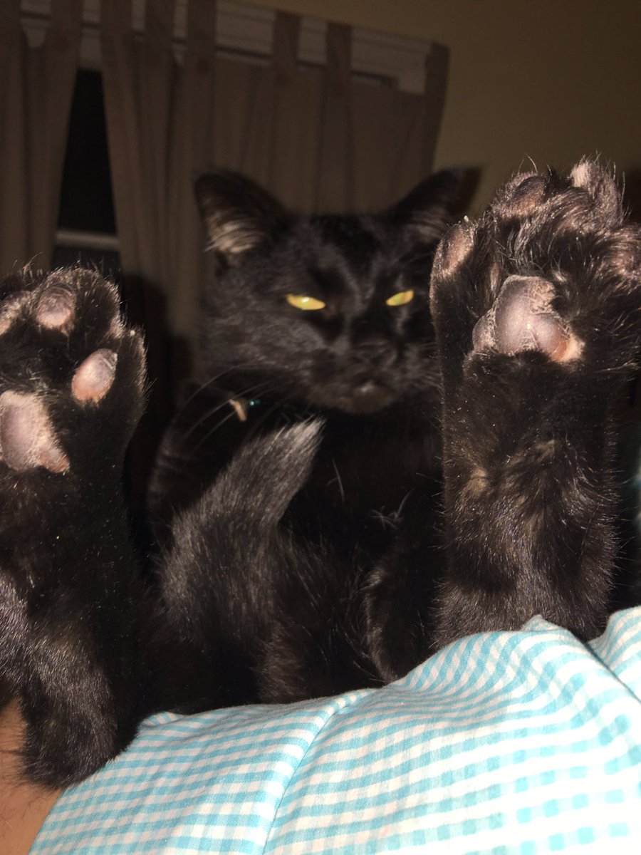catsof_1837's tweet photo. LOOK AT MY TOESIES #CatsOfTwitter #kittytoes #grumpykitties https://t.co/ivn8phQu3h