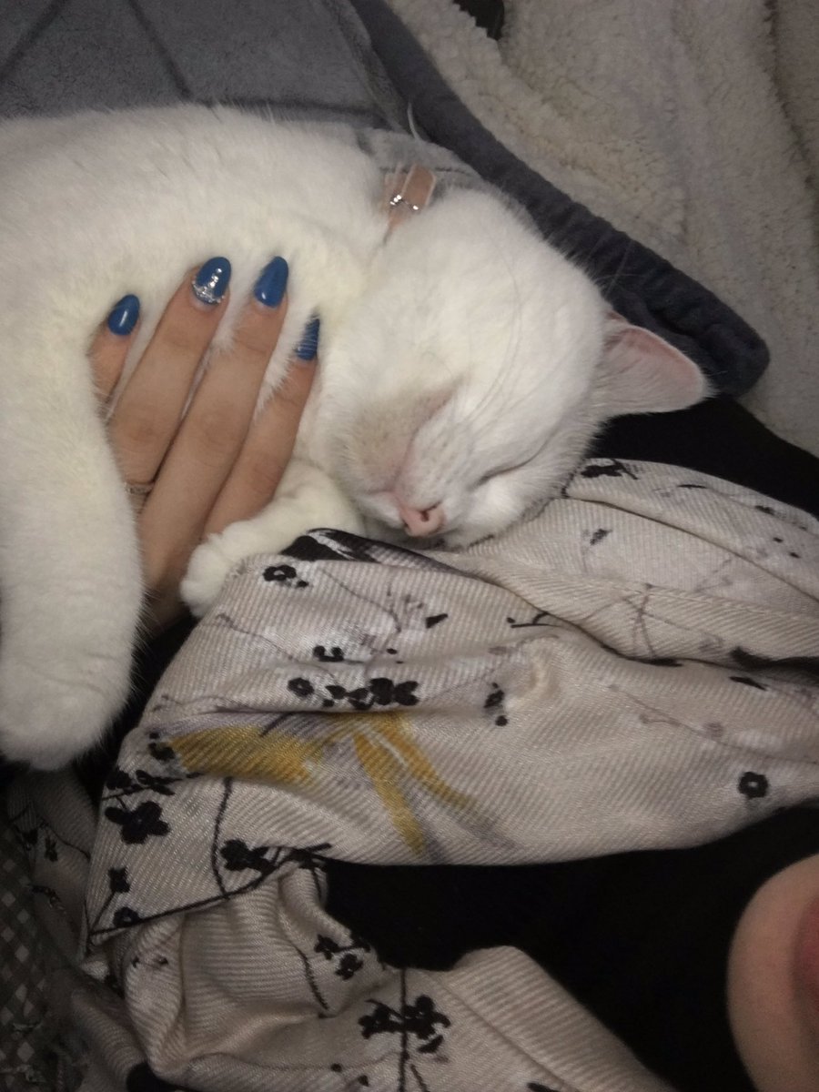 catsof_1837's tweet photo. Sometimes you just gotta snuggle your mommy because you're so glad she is home. https://t.co/9WPrqMc1cW