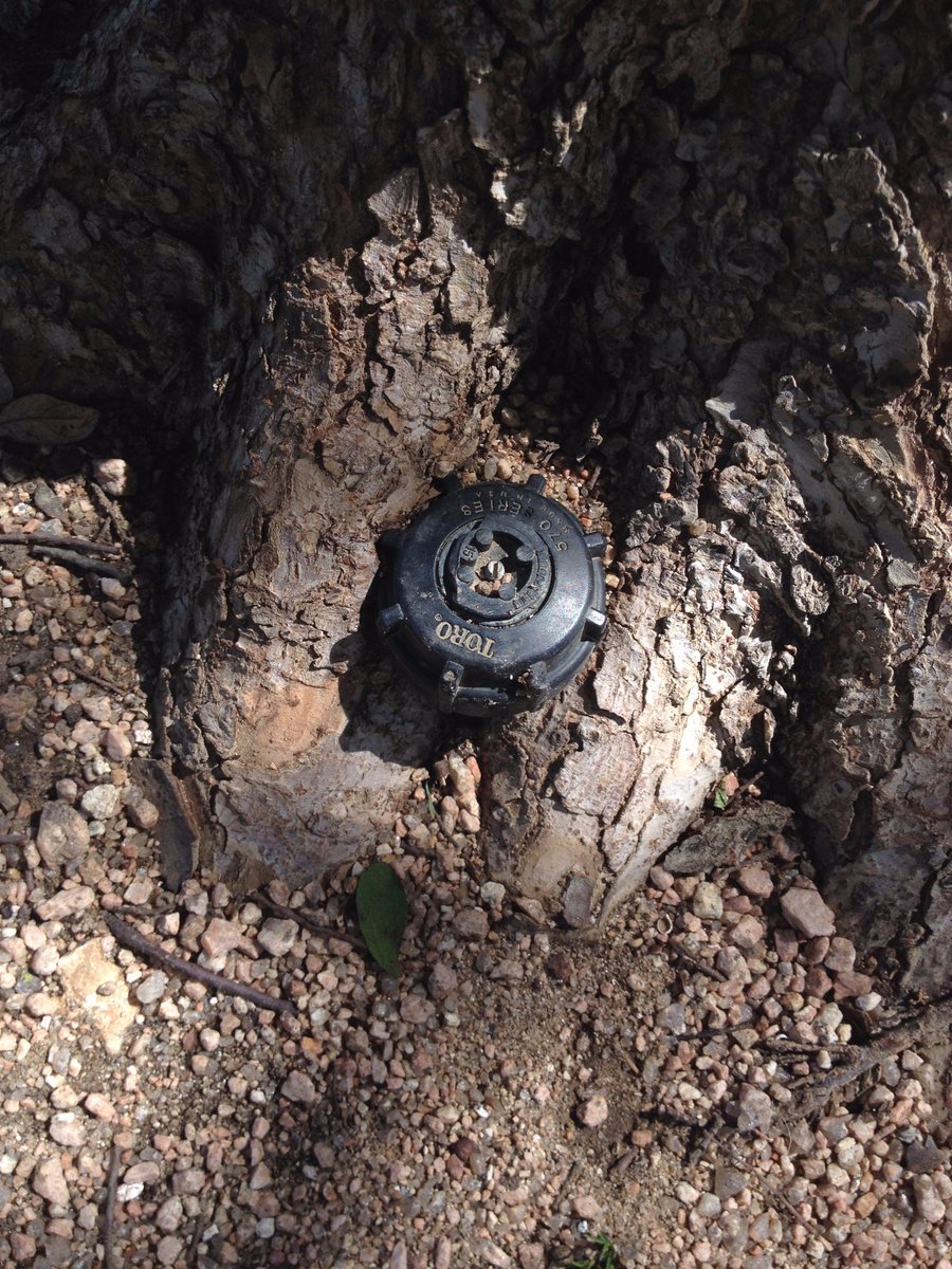 treevangelist's tweet photo. #treechat another planning fail - irrigation this time #treesgrow https://t.co/CbYniJkfha