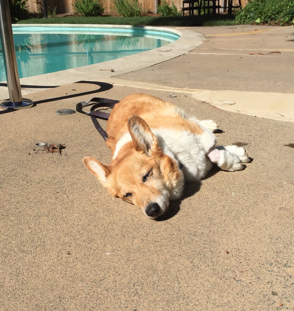 I love being home where I can catch rays by the pool! And Mom made be scrambled eggs and cottage cheese for breakfast. Yum! #iamhome!