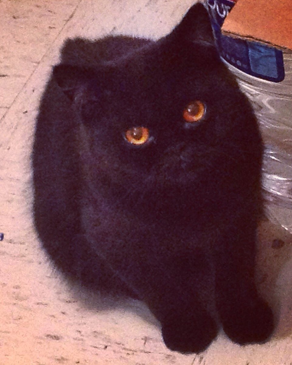 dilocongatos's tweet photo. Coco https://t.co/Qmbwh5UpvO