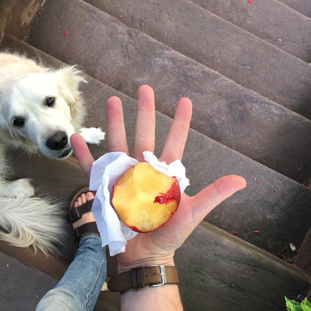 WhatImHolding's tweet photo. This doggy is so basic. She says summer is NOT OVER 🍑 #whatimholding 🖐🏻 https://t.co/OKH1ZL4ON6