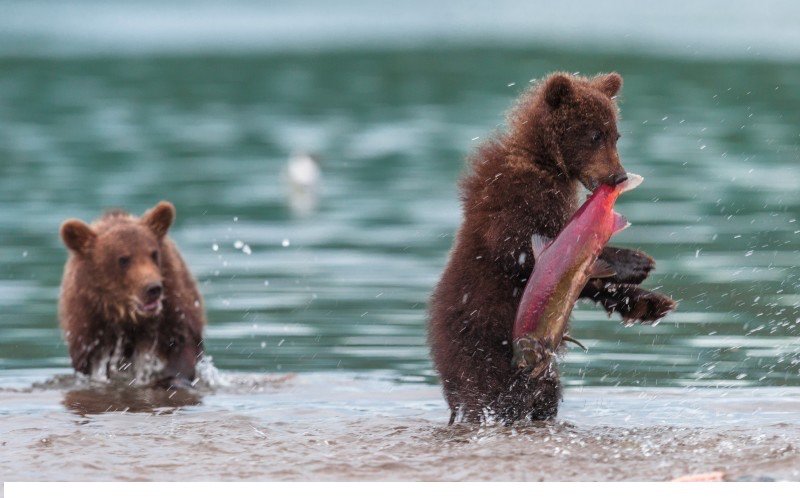 BrownBear's tweet photo. Biting off more than you can chew is encouraged in bears families. #HungryCub https://t.co/bAm9EGZD2A