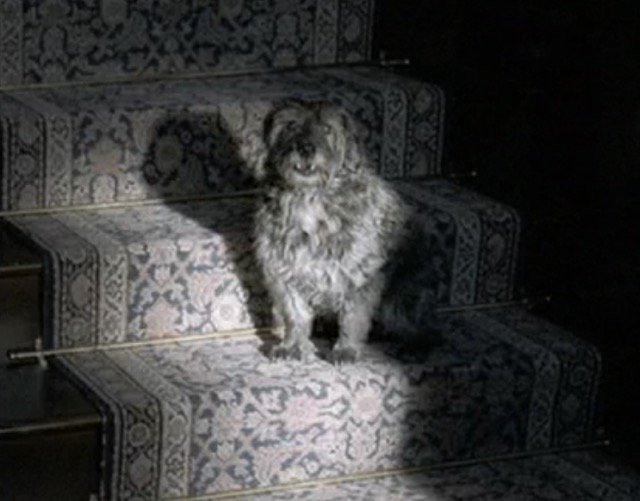 This dog from Band of Brothers is my twin! A Parent Trap reboot is in order. MTP-get my agent on the line STAT!