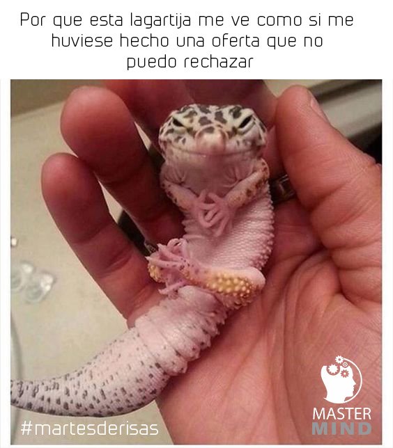 mastermindvip1's tweet photo. Ya hizo el negocio... #martesderisas #elartedevender #mimastermind https://t.co/C27Z7tZEAq