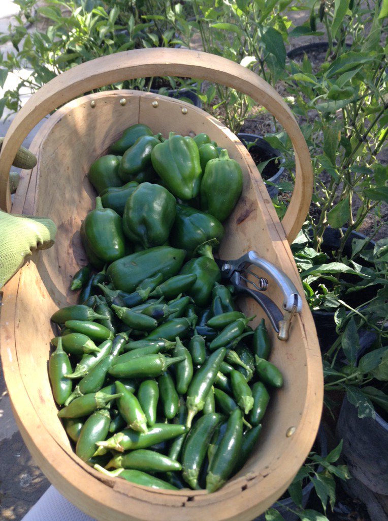vintage1978's tweet photo. #Sunny Day🌱#Garden #Vegan #fresh #Pepper #jalapeño #urbangarden #highdeser #harvest #plentyful #fall @JohnnySeeds https://t.co/HJDic9wajn