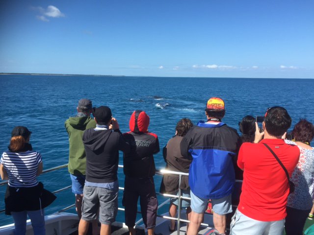 QuickCatII's tweet image. Six whales in the pod another four pods close by and perfect weather @QuickCatII #visitfrasercoast #thisisqueensland #seeaustralia