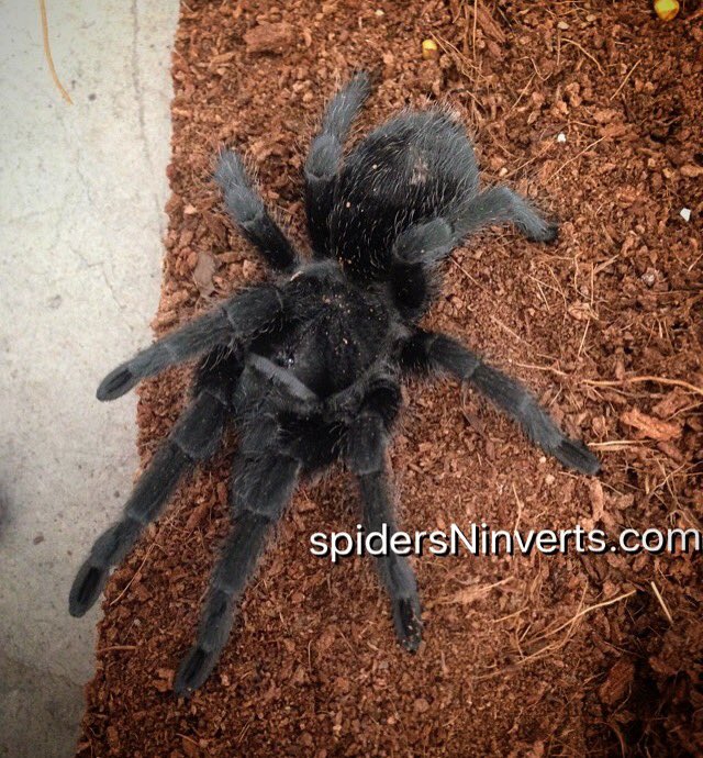 Spiders-N-Inverts tweet media