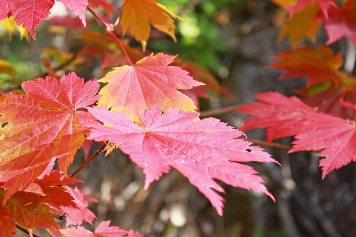 色づきの心配をしていましたが、かなり綺麗になりました。
#志賀高原 #shigakogen #紅葉 #黄葉 #丸池