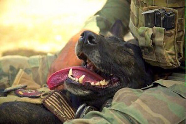 CoolXDogs's tweet photo. He's your friend, 
your partner,
your defender,
your dog.
You are his life,
his love,
his leader. ♡

#MWD #TongueOutTuesday #K9 https://t.co/bnz4Uy2h8w