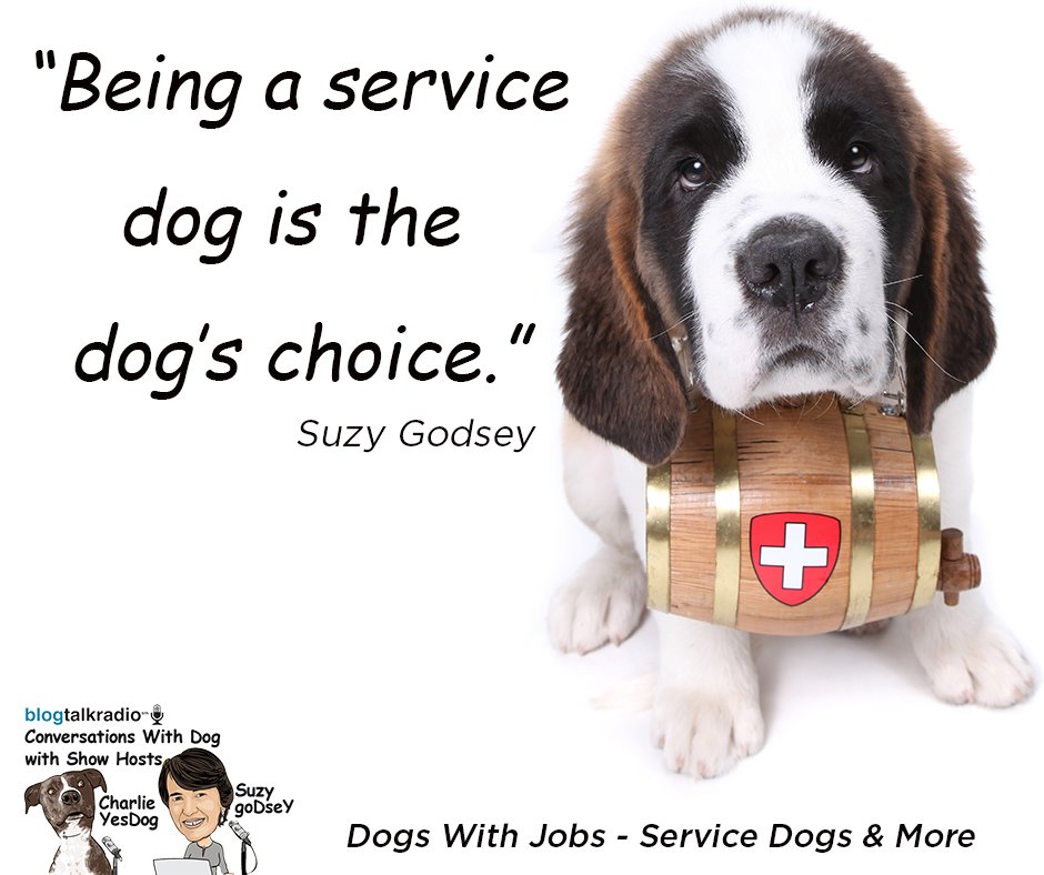 suzygodsey's tweet photo. Being a service dog is total choice. The dogs that are actually doing it, are willing to.
https://t.co/CEfrqMpnSX
#conversationswithdog https://t.co/mzza2WeEIY