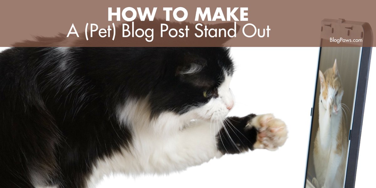 All Pet Voices tweet media