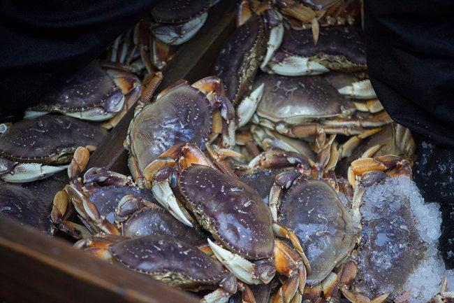 DungeonCove's tweet photo. Prices for crab are climbing as buyers in town battle for the last loads…who will reap the greatest fortune? #DungeonCove https://t.co/qSae4MgMGX