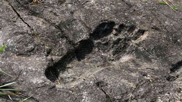 UPIKE_Success's tweet photo. We found this print today on campus. We think it could be the foot print 🐾 of #RapidRob on a practice run before #UPIKEBasketballBlastoff 🏀 https://t.co/xl9sSdP7YY