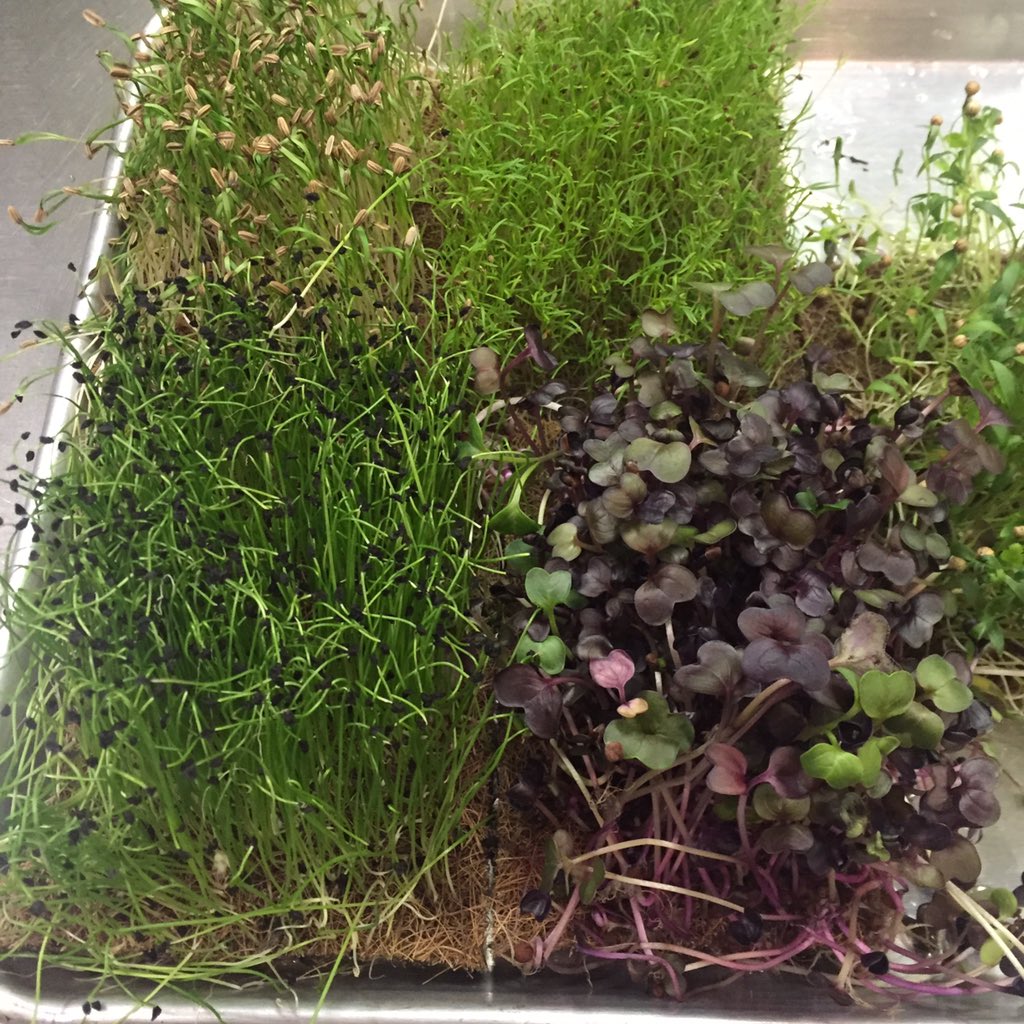 LotusFarm2Table's tweet photo. Hydroponic #microherbs #local #mediapa https://t.co/szVeOsWfOX