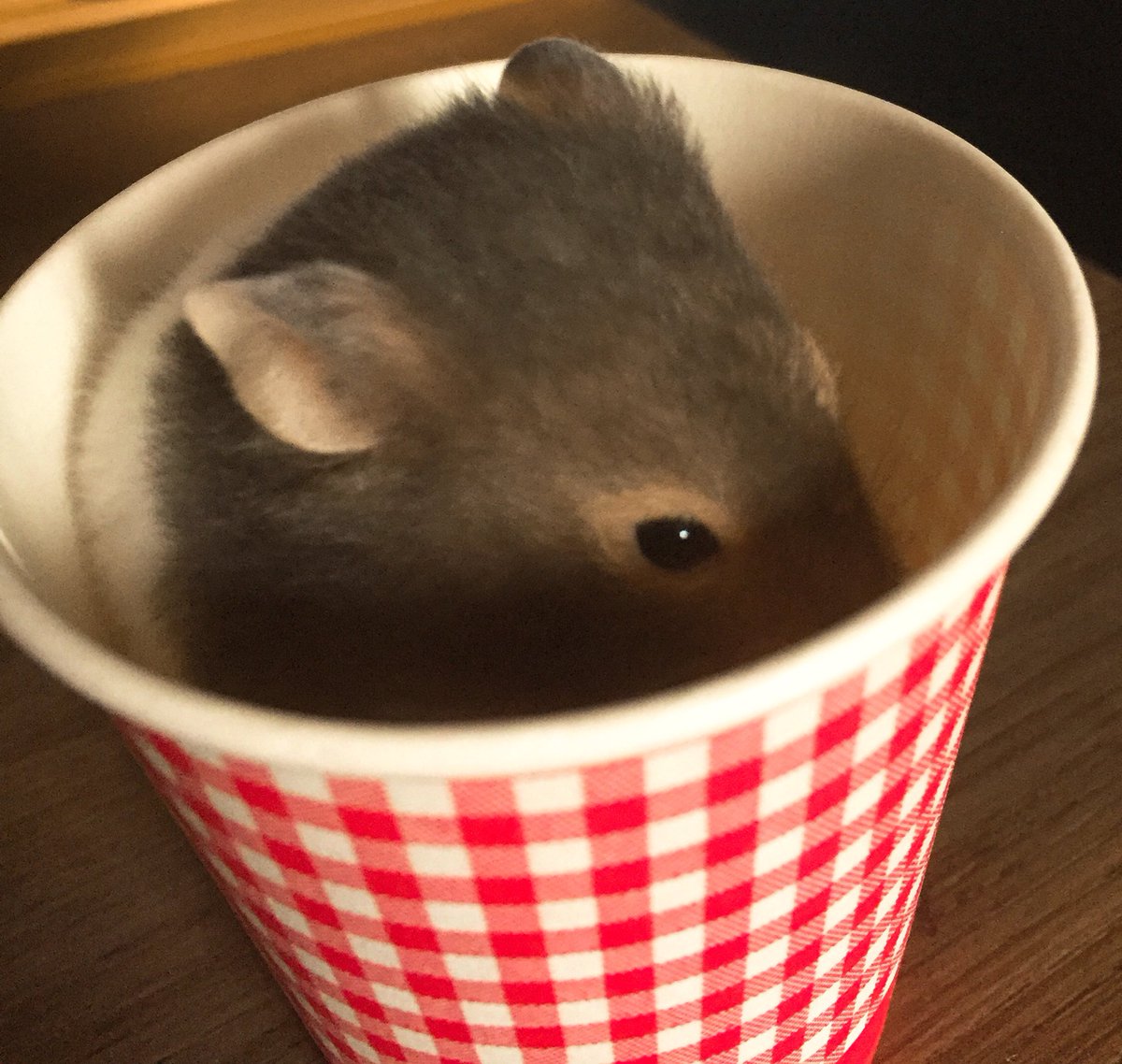 DustMochi's tweet photo. 햄푸치노 https://t.co/kQiOJYfn8C