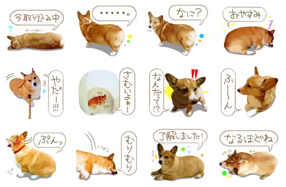 LINEスタンプが写真使用可能になったということで愛犬をさっそくスタンプにしましたw自分が使いたいがために!w他にも写真スタンプ作成中!お楽しみに(‾▽‾) https://t.co/fY1H4BBydh #コーギー #corgi 