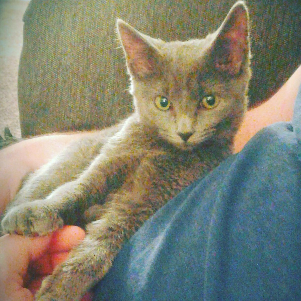 Cactus_Buddy's tweet photo. Meet our new baby girl Smoker #CatsOfTwitter #rescuecat #cutestfuckingcatever https://t.co/0H1K6cnZ1L